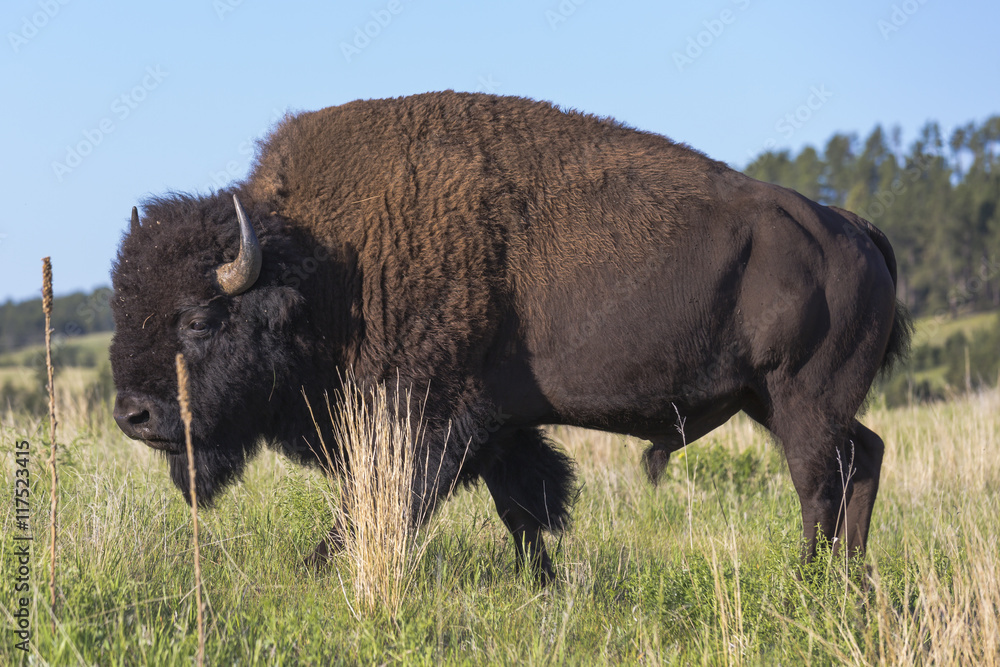 Natur, Tiere, Bison, Büffel, South Dakota, Black Hills, USA