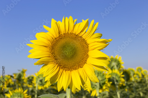 Blooming sunflower in a field on a sunny day.