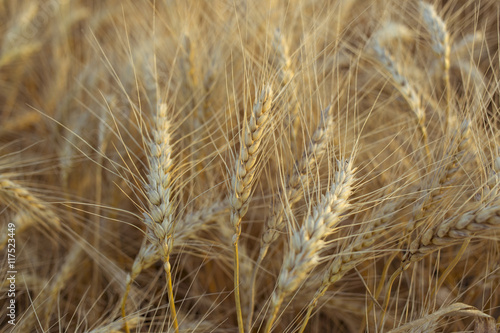 Ripe golden wheat ears in the field before harvest.