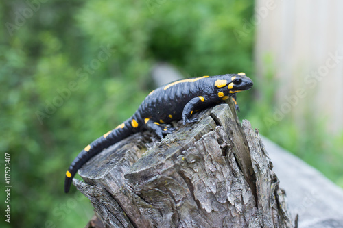 Beautiful fire salamander in the bright coloration in natural co