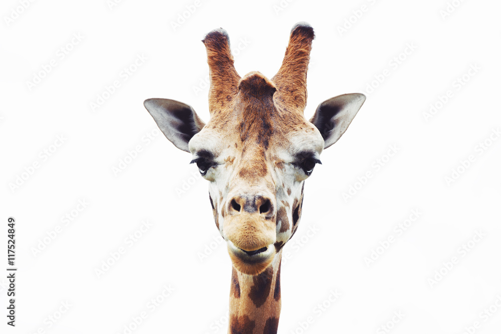 Naklejka premium Giraffe head close up isolated on white background 