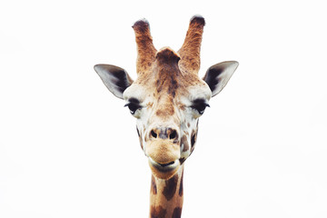 Giraffe head close up isolated on white background 
