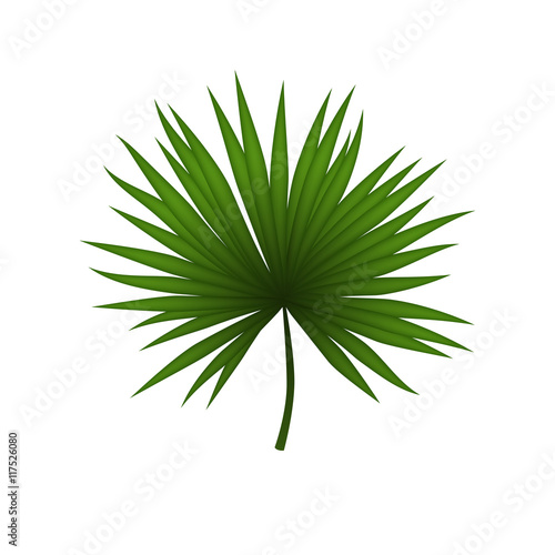 Palm leaf isolated on white background. Tropical illustration. Summer style. Nice element for your project.
