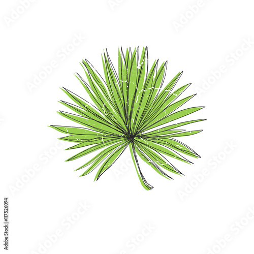 Palm leaf isolated on white background. Tropical illustration. Summer style. Nice element for your project.