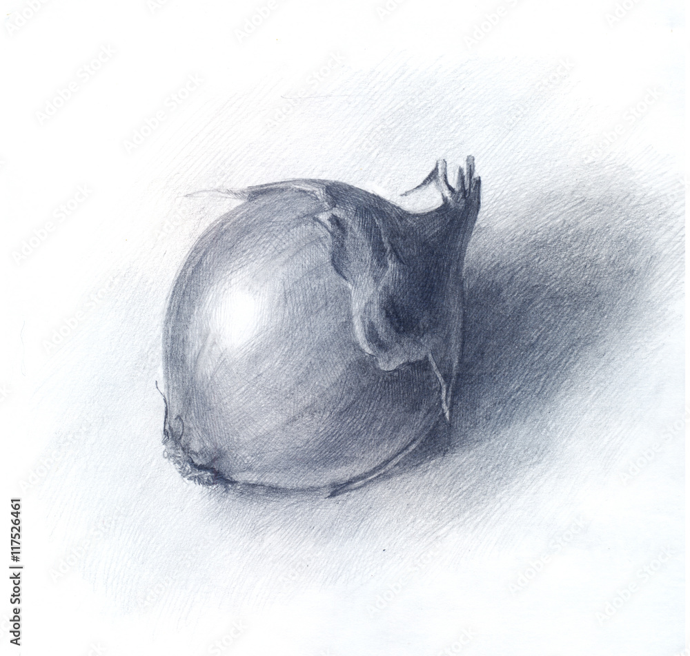 Obraz premium onion drawn by pencil, hand drawn sketch. Art for kitchen, wallp