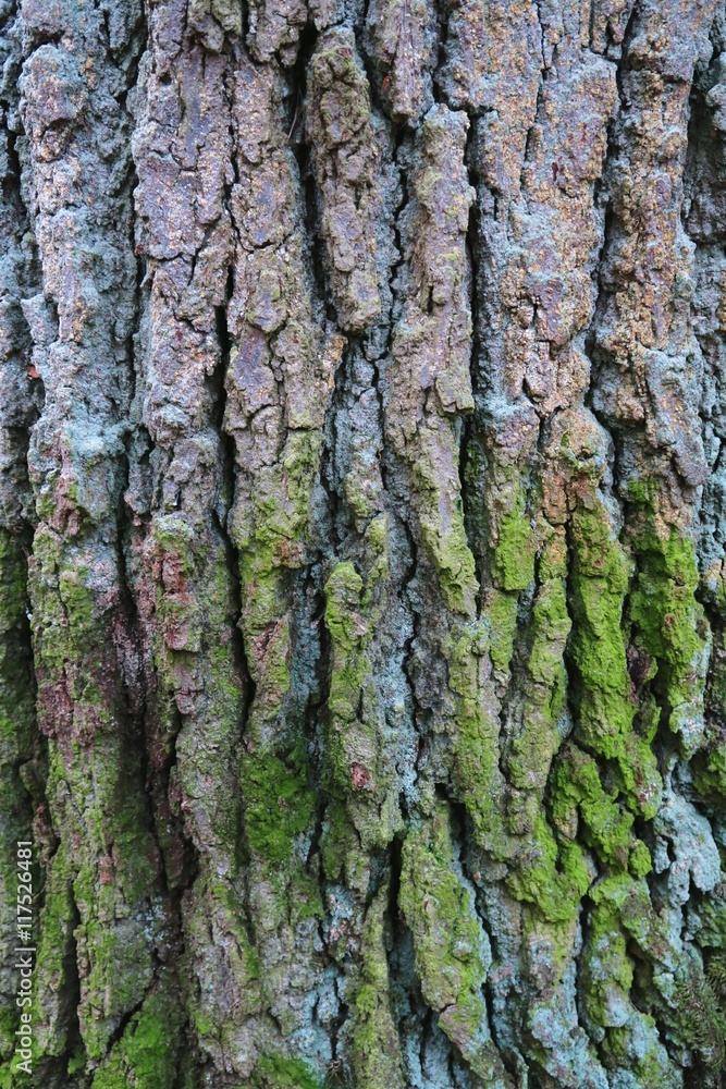 oak bark with moss plant. natural background oak bark with moss plant. natural background
