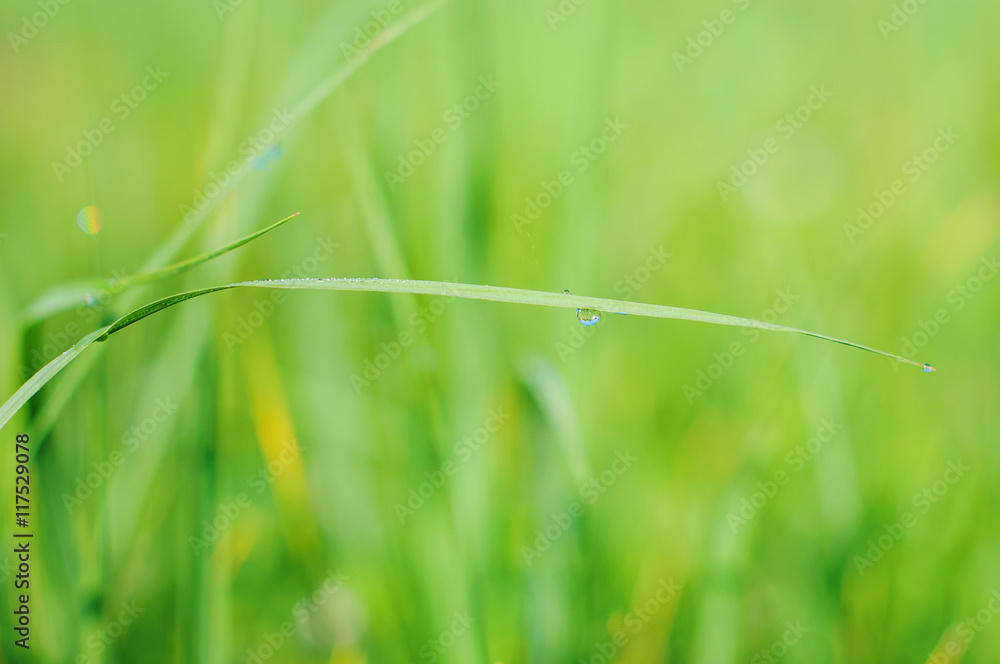 green grass on green background green grass on green background
