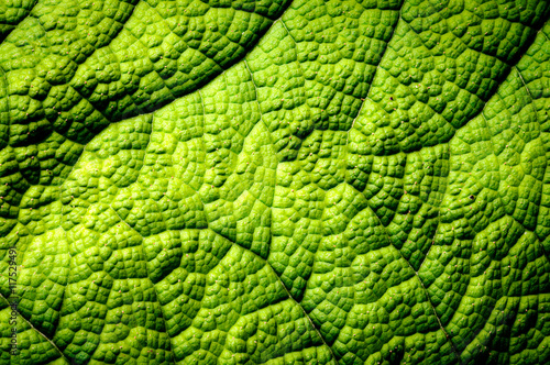 Extreme leaf macro