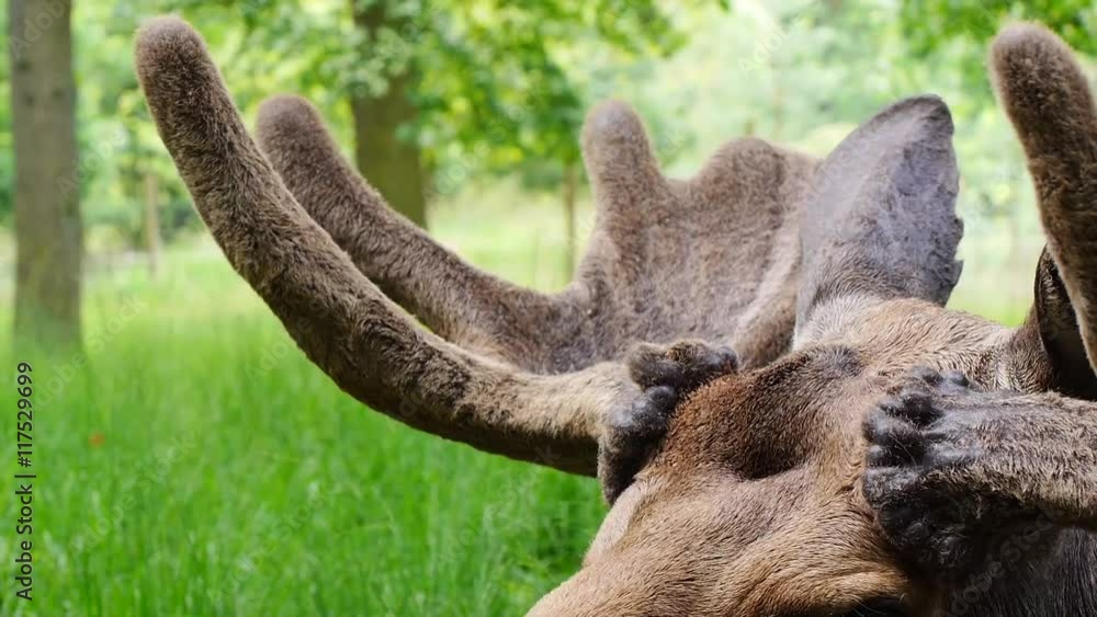 Schaufelgeweih mit Bast, Elchkopf, Alces alces Schaufelgeweih mit Bast, Elchkopf, Alces alces