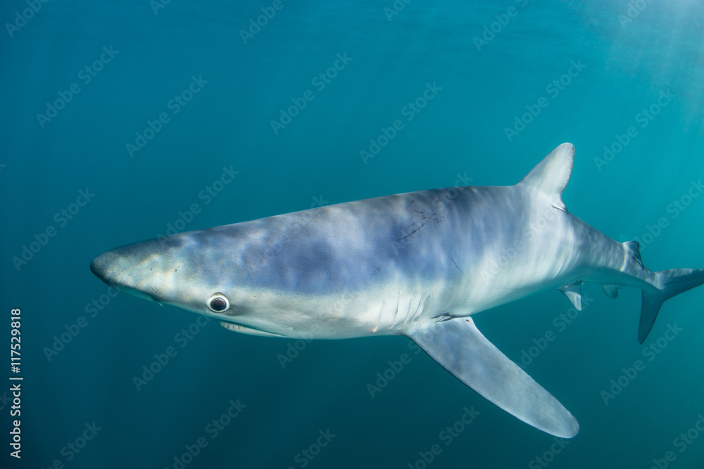 Naklejka premium Blue Shark Up Close and Personal