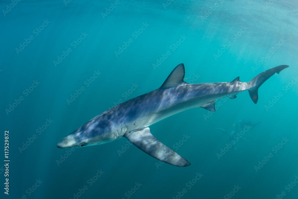 Fototapeta premium Blue Shark and Sunlight in Shallow Water