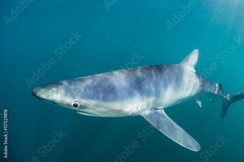 Blue Shark Up Close and Personal