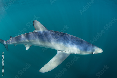 Blue Shark Swimming in Atlantic Ocean