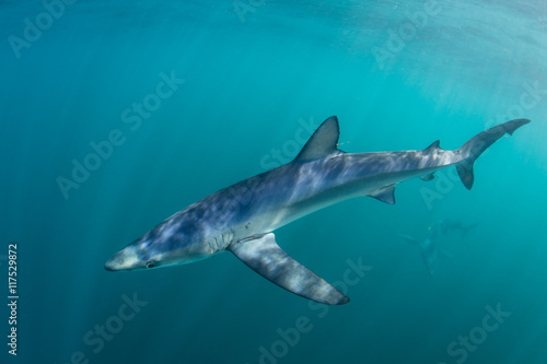 Blue Shark and Sunlight in Shallow Water