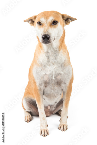 Fototapeta Naklejka Na Ścianę i Meble -  Thai Dog