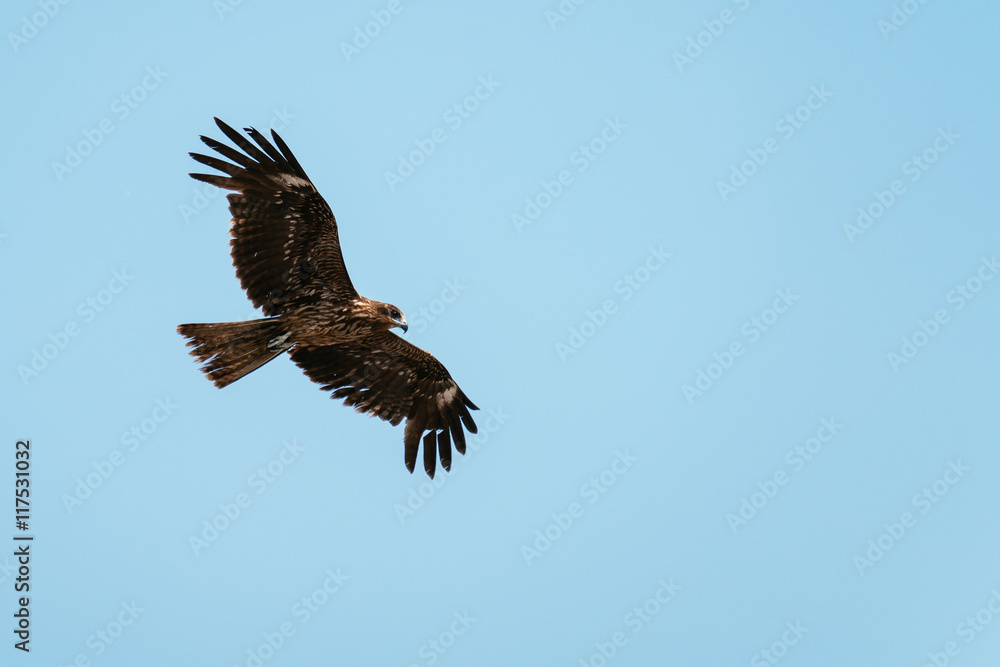 湘南海岸の鷹
Hawk of Shonan, Kanagawa, Japan