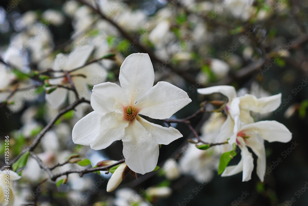 Two magnolia flowers