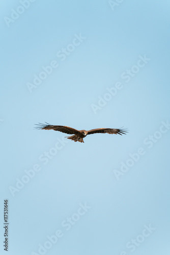                     Hawk at Shounan  Kanagawa  Japan