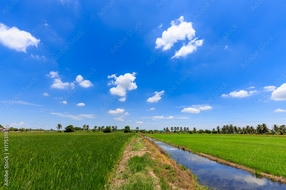 Rice field green grass blue sky