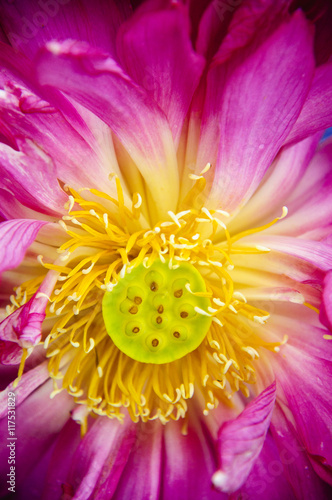 Lotus flower closeup