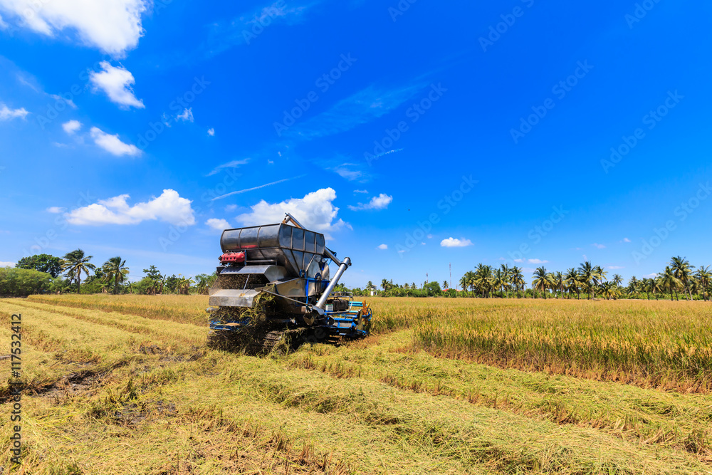 Combine harvester in rice field