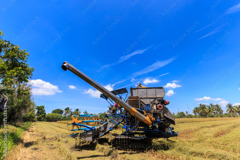 Fototapeta premium Combine harvester in rice field