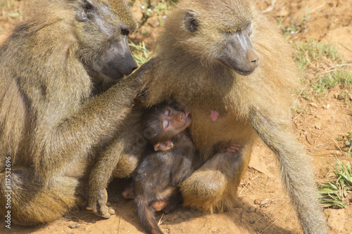 Baboon (Papio) baby sucking the nipple of his mother.