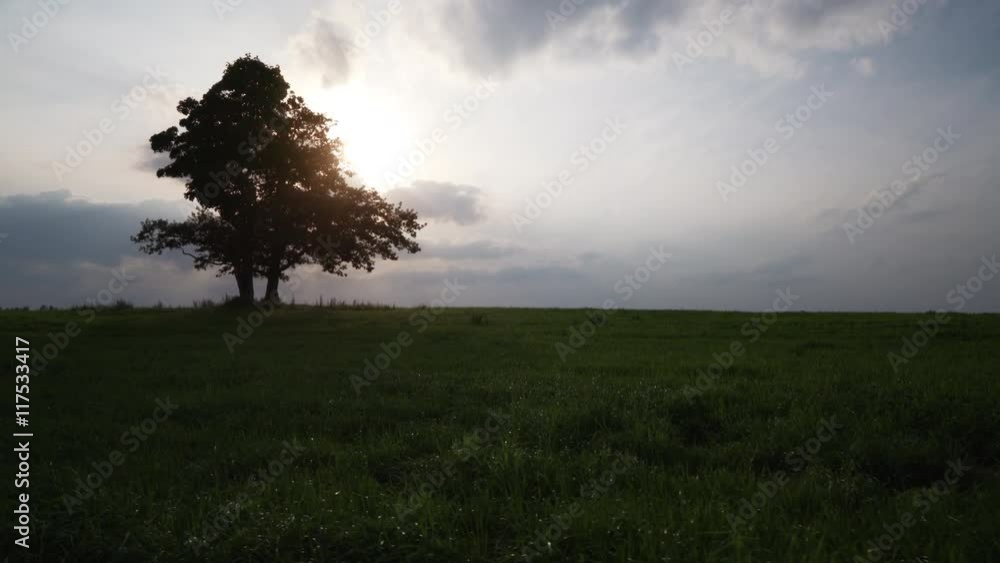 oak and maple grow together on green field in sunset light walking tracking shot with stabilizer oak and maple grow together on green field in sunset light walking tracking shot with stabilizer