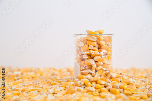 Beaker of corn kernels sitting in layer of corn