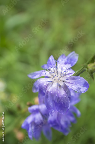 Raindrops on a blue flower of chicory, which is used as a medical herb, around a green meadow with grass