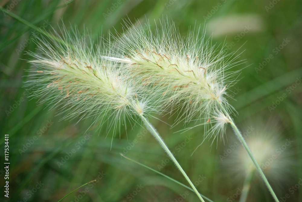 Fototapeta premium Graminées à plumet au printemps, parc floral Paris