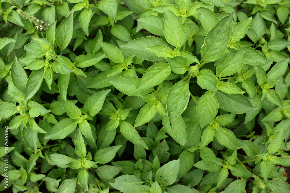 basil leaves basil leaves