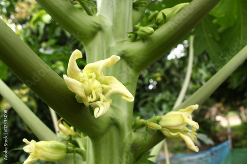 papaya flower