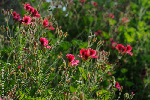 Wild violet mallow flowers in garden at sunset times