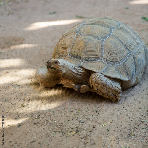 Giant tortoises in Oasis Park on Fuerteventura, Canary Island