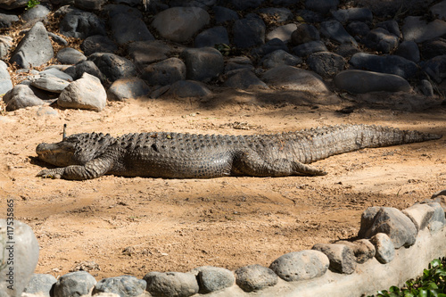 a dangerous big aligator in Oasis Park on Fuerteventura , Canary Islands