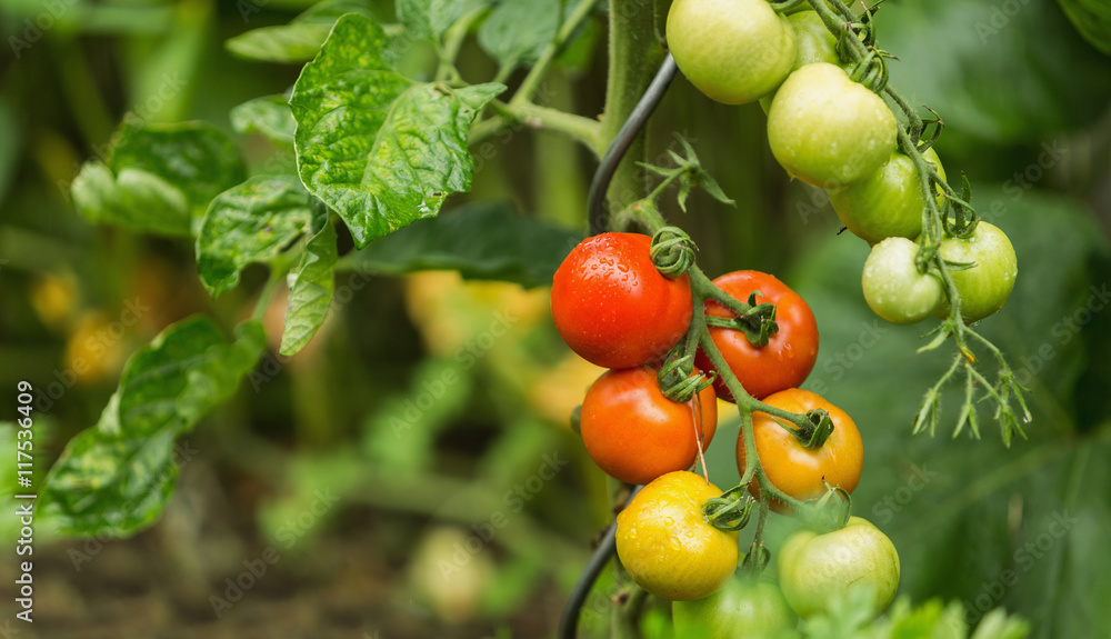Green and red fresh tomatoes on the bush with raindrops. Agriculture concept Green and red fresh tomatoes on the bush with raindrops. Agriculture concept