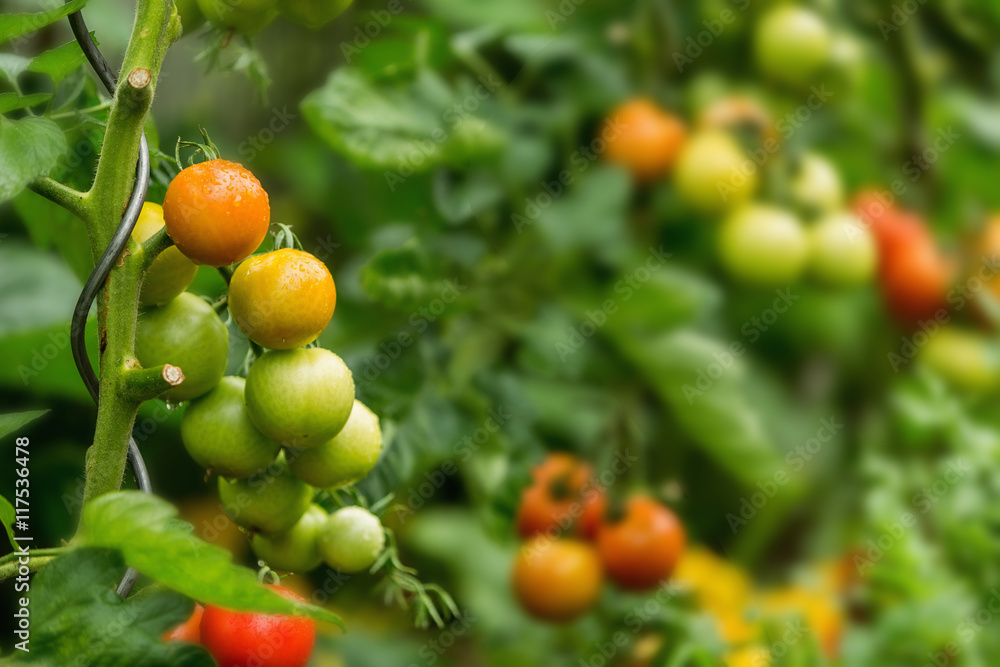Green and red fresh tomatoes on the bush with raindrops. Agriculture concept