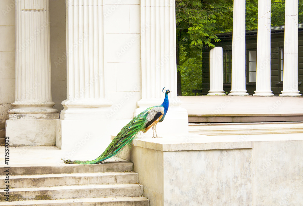 Fototapeta premium Beautiful Peacock in the ancient Greek theater.