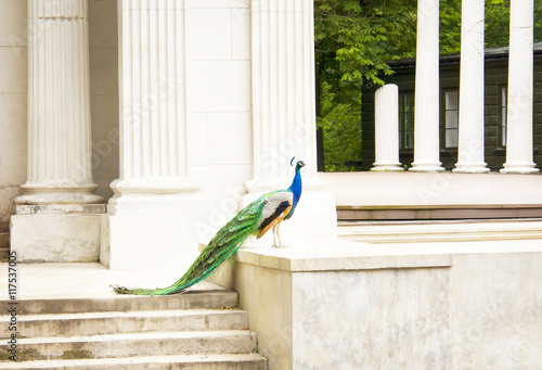 Beautiful Peacock in the ancient Greek theater.