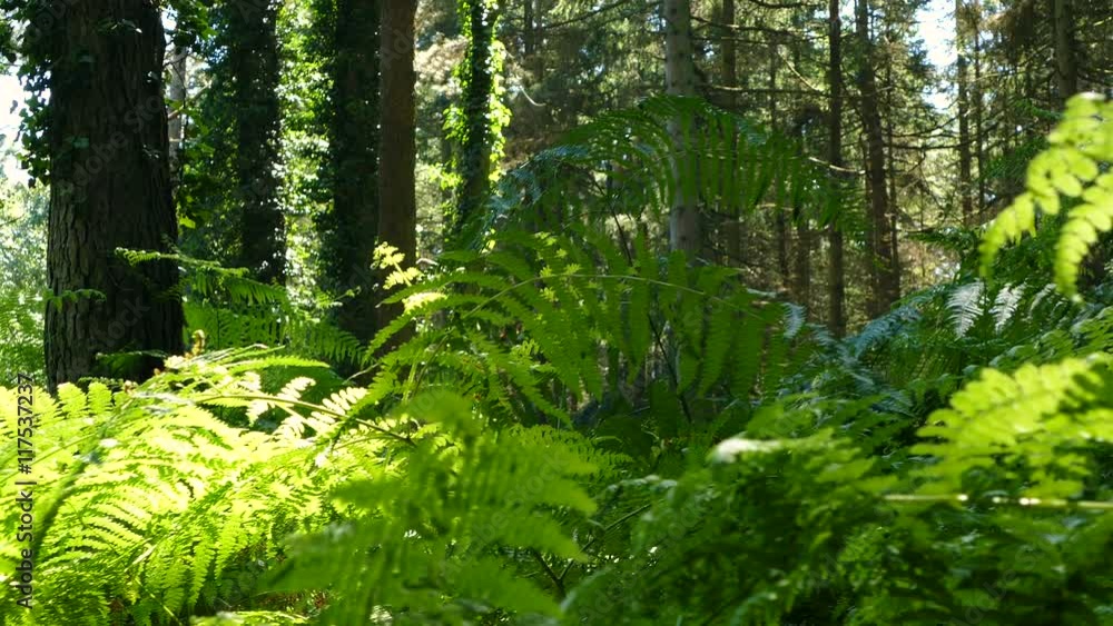 Panning through a thick forest in summer with thick bracken foliage Panning through a thick forest in summer with thick bracken foliage