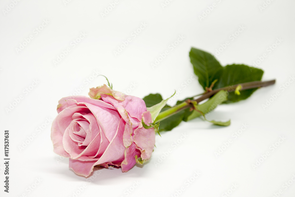 Fototapeta premium Pink Rose. Nature Beauty