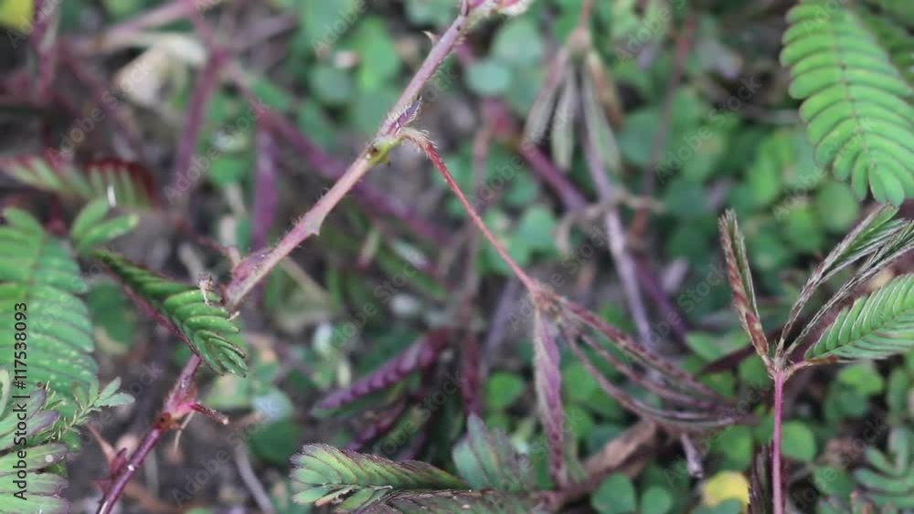 Hand Touch And Tickle Mimosa Pudica, Sensitive Plant, Sleepy Plant. Hand Touch And Tickle Mimosa Pudica, Sensitive Plant, Sleepy Plant.