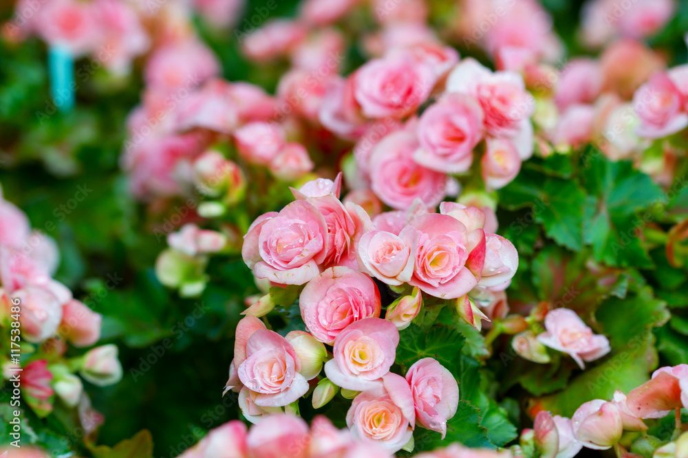 Begonia flowers in the garden Begonia flowers in the garden