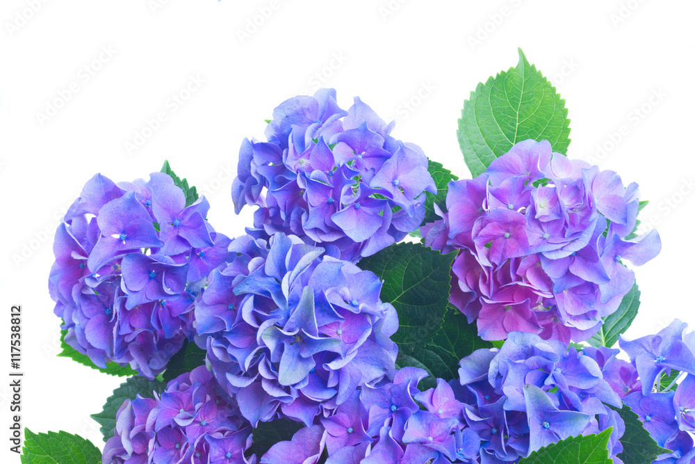 Obraz premium blue and violet hortensia flowers