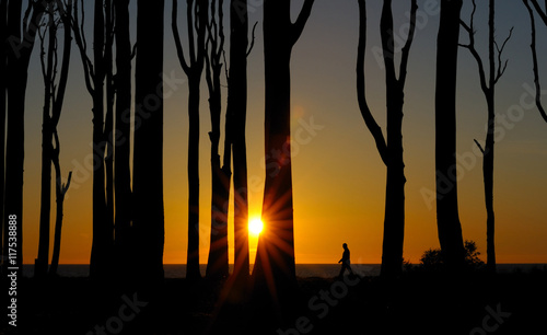 Sonnenaufgang im Wald