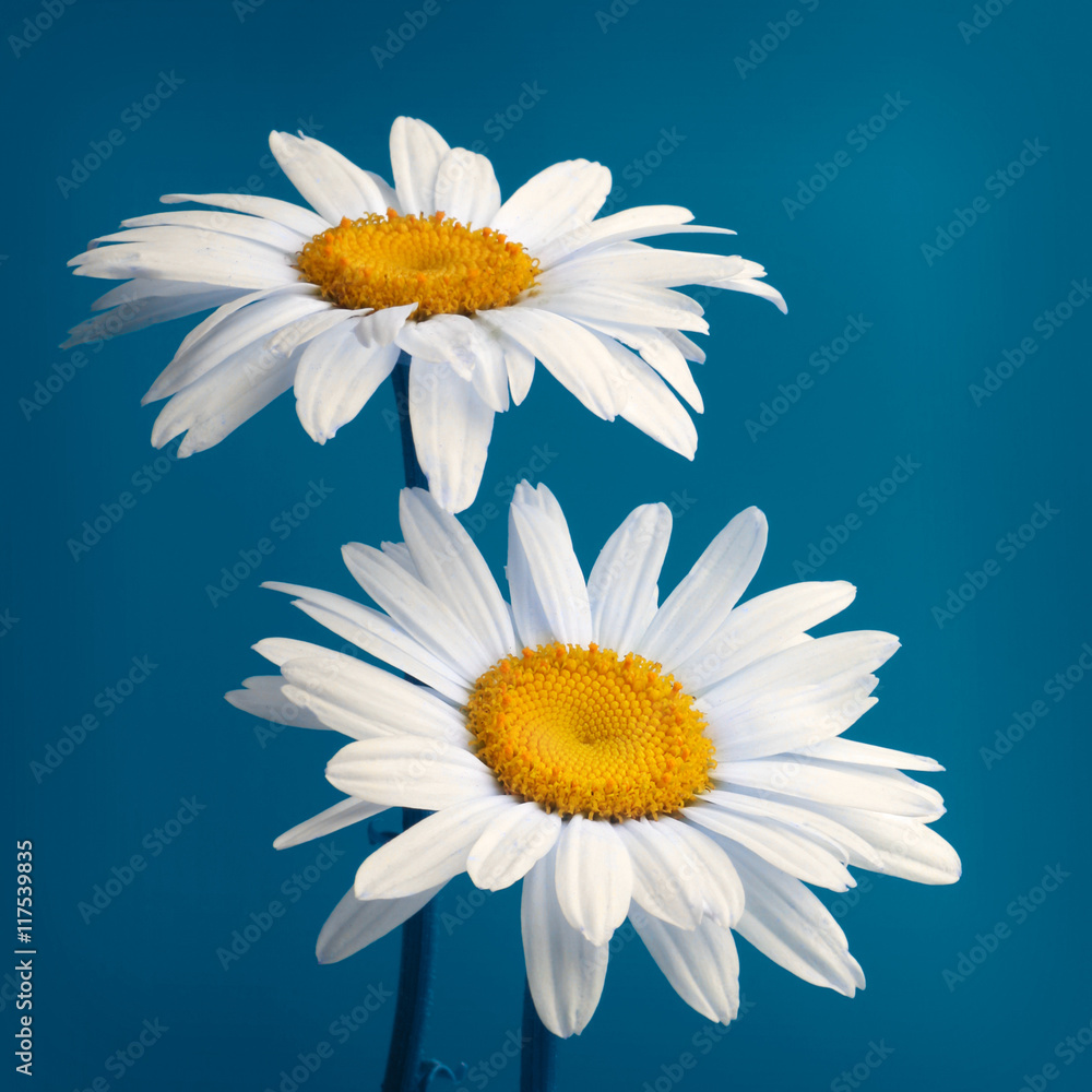 camomile flower on blue