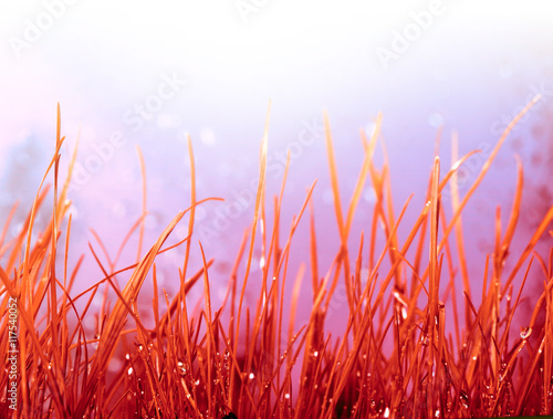 Autumn red grass with water drops.