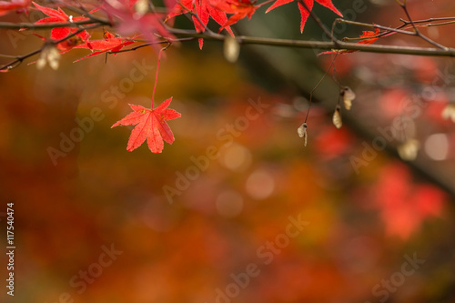 autumn background