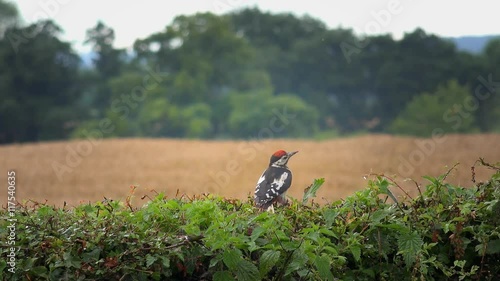 lesser spotted woodpecker sitting on a hedge - Staffordshire, England: August 2016